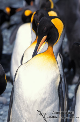King Penguin s0110.jpg