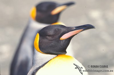 King Penguin s0112.jpg