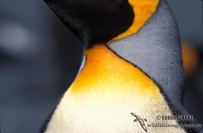 King Penguin s0114
