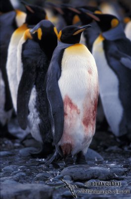 King Penguin s0118.jpg