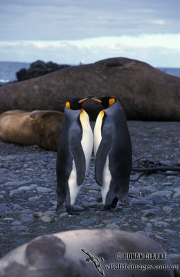 King Penguin s0119.jpg