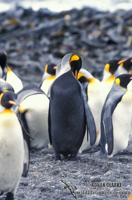 King Penguin s0122.jpg