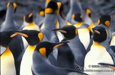 King Penguin s0132.jpg