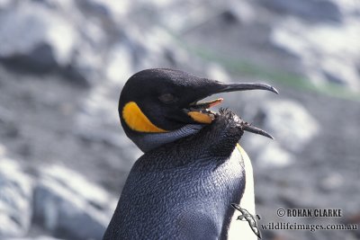 King Penguin s0133.jpg