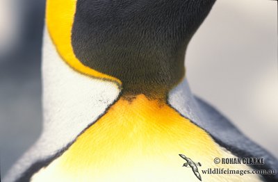 King Penguin s0135.jpg