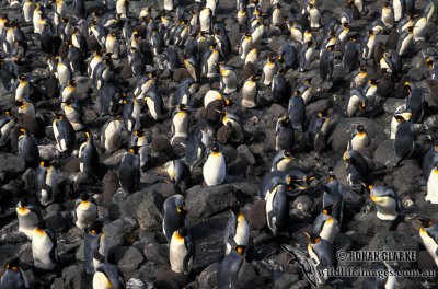 King Penguin s0137.jpg