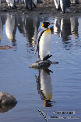 King Penguin s0140.jpg