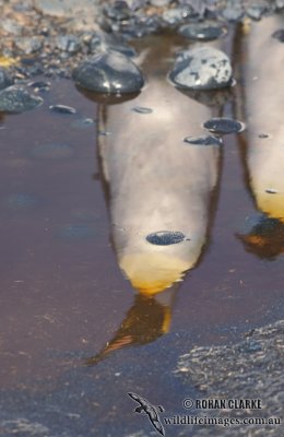 King Penguin s0141
