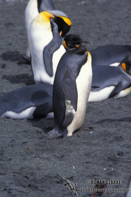 King Penguin s0142.jpg