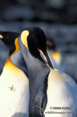 King Penguin s0144.jpg