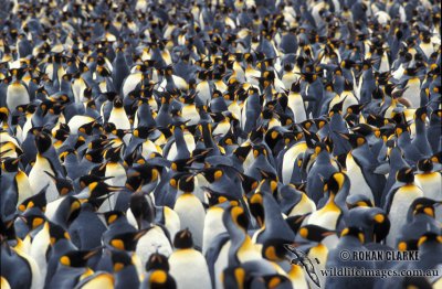 King Penguin s0145.jpg