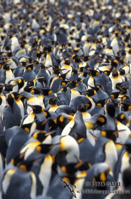 King Penguin s0146.jpg