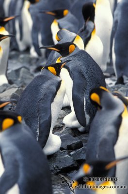 King Penguin s0147.jpg