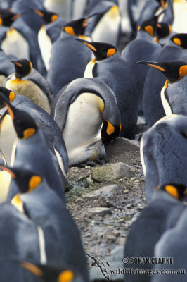 King Penguin s0149.jpg