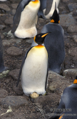 King Penguin s0150.jpg