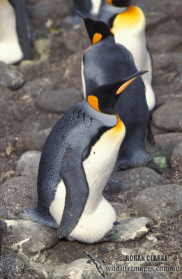 King Penguin s0153.jpg