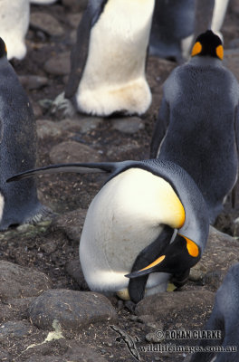 King Penguin s0154.jpg