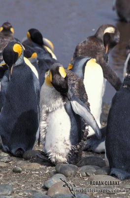 King Penguin s0156.jpg