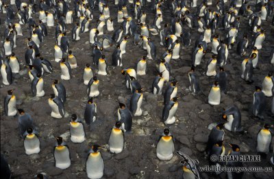 King Penguin s0159.jpg