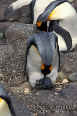 King Penguin s0162.jpg