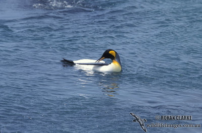 King Penguin s0166.jpg