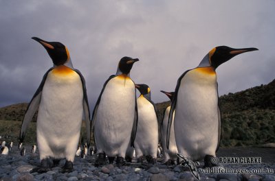 King Penguin s0167.jpg