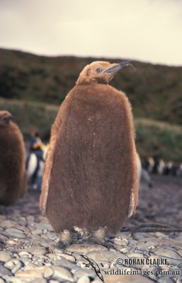 King Penguin s0171.jpg