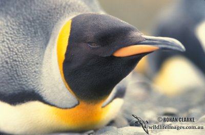 King Penguin s0175.jpg