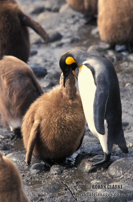 King Penguin s0177.jpg
