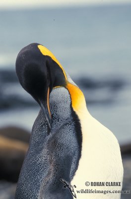 King Penguin s0180.jpg