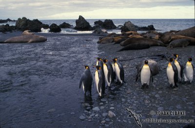 King Penguin s0186.jpg