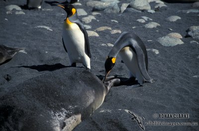 King Penguin s0191.jpg