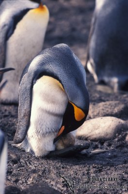 King Penguin s0193.jpg