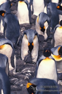 King Penguin s0194.jpg