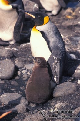 King Penguin s0195.jpg