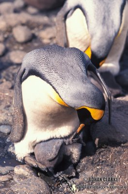 King Penguin s0197.jpg