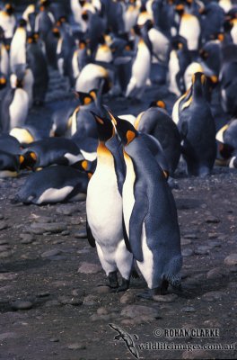 King Penguin s0199.jpg