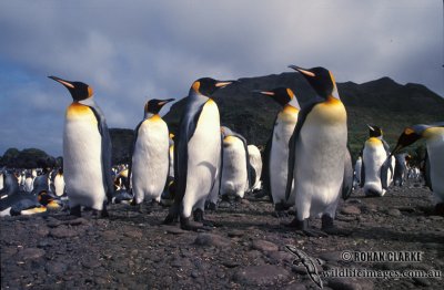 King Penguin s0201.jpg
