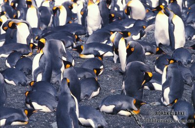 King Penguin s0202.jpg