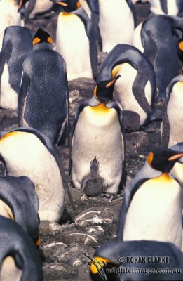 King Penguin s0204.jpg