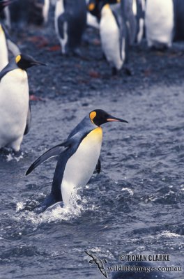 King Penguin s0205.jpg