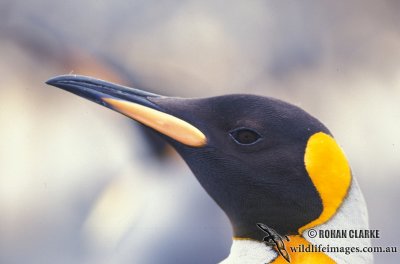 King Penguin s0207.jpg