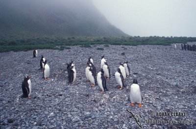 Gentoo Penguin s0211.jpg