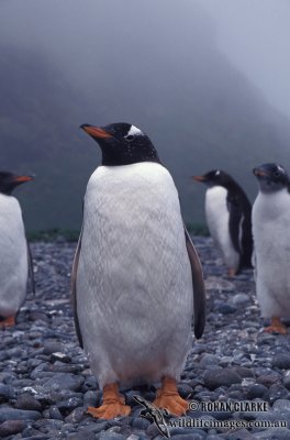 Gentoo Penguin s0214.jpg