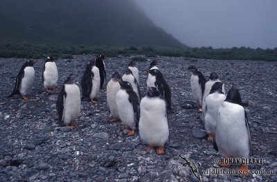 Gentoo Penguin s0216.jpg
