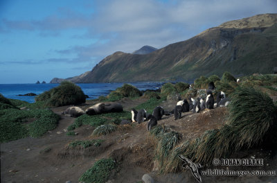 Gentoo Penguin s0217.jpg