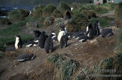 Gentoo Penguin s0218.jpg