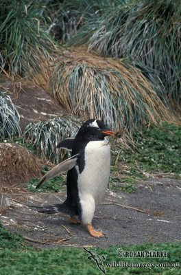 Gentoo Penguin s0219.jpg