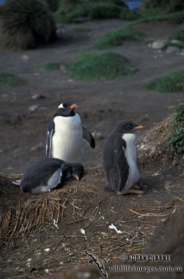 Gentoo Penguin s0220.jpg