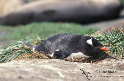 Gentoo Penguin s0221.jpg